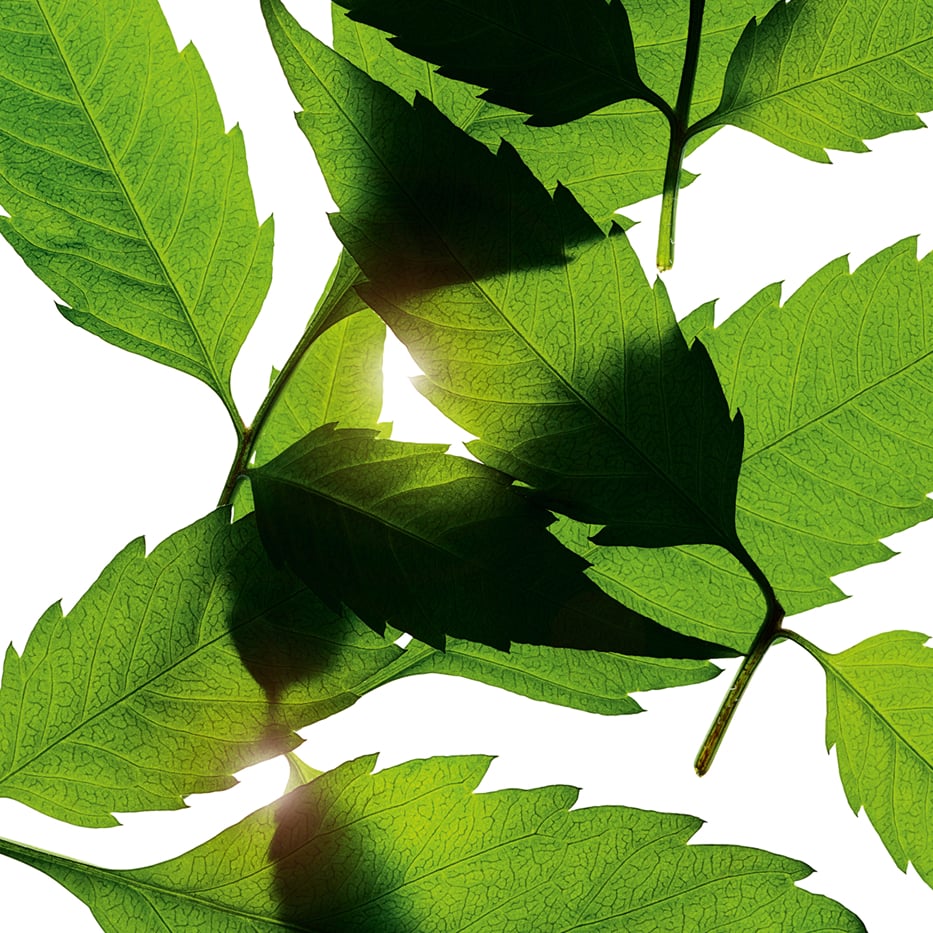 Bidens pilosa-Organic bidens pilosa extract-Bidens Pilosa Extract