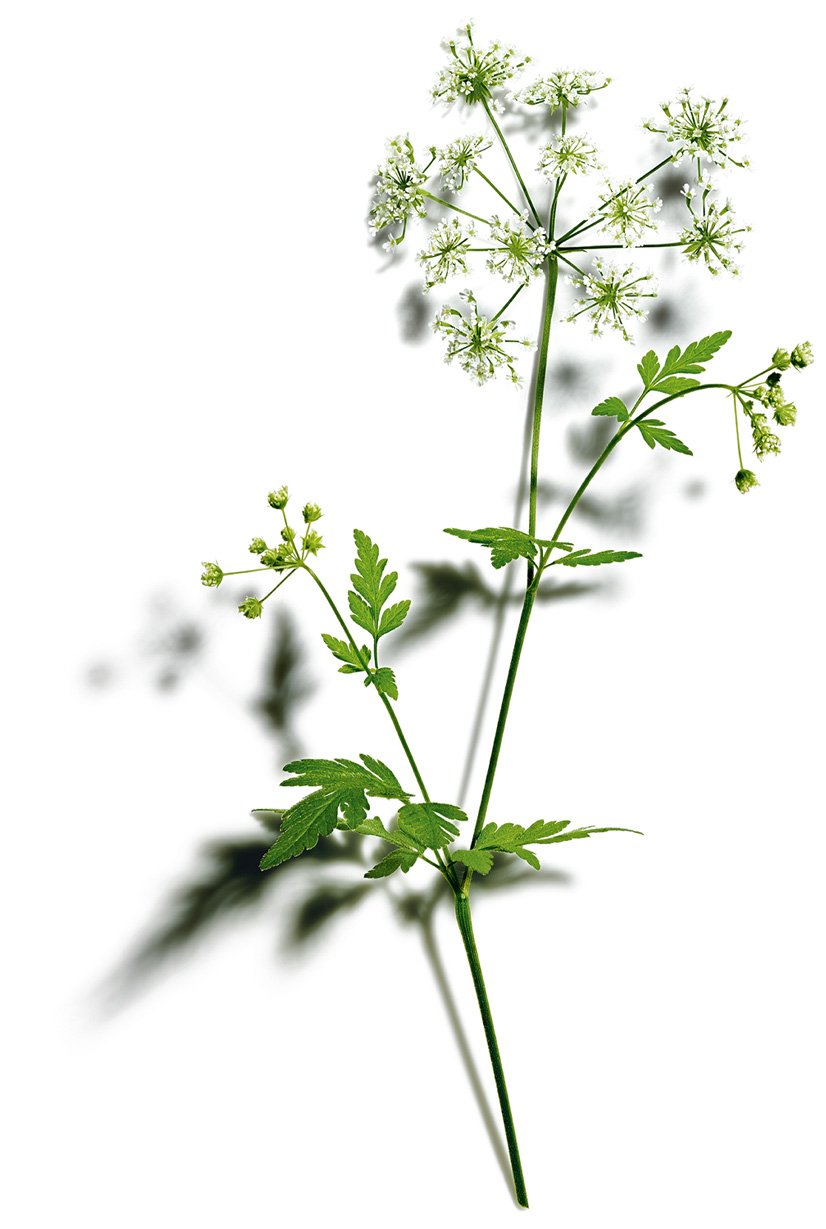 organic Wild Chervil extract