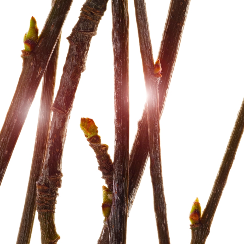 Service tree-Organic service tree bud extract-Pyrus sorbus bud extract