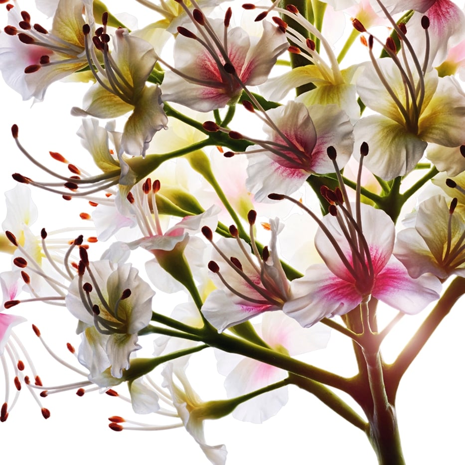 Horse chestnut tree-Organic horse chestnut flower extract-Aesculus hippocastanum (horse chestnut) extract