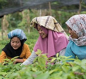 Jeunes femmes dans les rizières