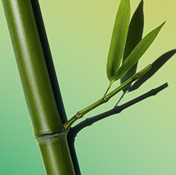 Bamboo